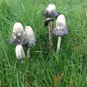Shaggy inkcap