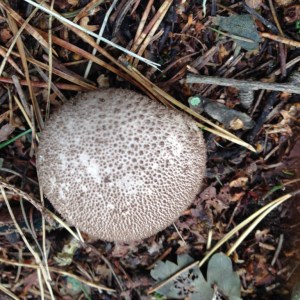 Small puffball