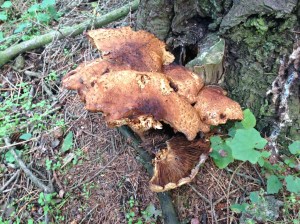 Stump fungus