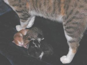 Mum and Kittens